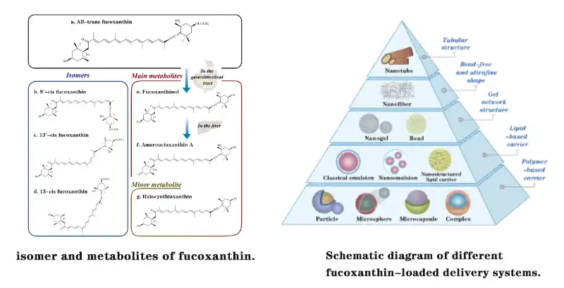 Pure Fucoxanthin Powder.jpg Pure Fucoxanthin Powder.jpg